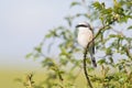 A male Red-backed shrike perched on a branch in Germany Royalty Free Stock Photo