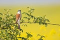 A male Red-backed shrike perched on a branch in Germany Royalty Free Stock Photo