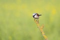 A male red-backed shrike perched  and throwing up a pellet on a branch in Germany Royalty Free Stock Photo