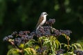 Red-backed shrike resting on a shrub Royalty Free Stock Photo