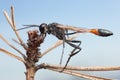 Male red-banded sand wasp, Ammophila sabulosa resting on pine twig Royalty Free Stock Photo