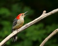 Male red-bellied woodpecker with beak open Royalty Free Stock Photo