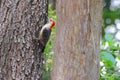 Male red-bellied woodpecker clinging to a large tree trunk Royalty Free Stock Photo