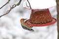 Male Red-bellied Woodpecker on feeder