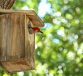 Male red bellied woodpecker in a nesting box