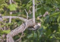 Male Red-bellied woodpecker pecking at a tree branch.Chesapeake and Ohio National Historical Park.Maryland.USA Royalty Free Stock Photo