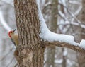 Male Red-Bellied Woodpecker on a Snow-Covered Deciduous Tree in Northern Virginia Royalty Free Stock Photo