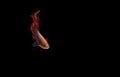 Male Red Betta, Cupang, Siamese Fighting fish, Serit or Crowntail, at Black background