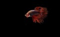 Male Red Betta, Cupang, Siamese Fighting fish, Serit or Crowntail, at Black background