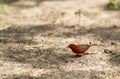 A male Red-billed Fire Finch Royalty Free Stock Photo