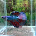 Male red blue Betta fish slayer aquarium Royalty Free Stock Photo