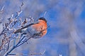 Bullfinch on a frosty sunny day