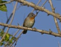 The male Red-breasted Flycatcher (Ficedula parva). Royalty Free Stock Photo