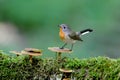 Male red-breasted flycatcher Ficedula parva Royalty Free Stock Photo