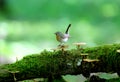 Male red-breasted flycatcher Ficedula parva Royalty Free Stock Photo