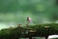 Male red-breasted flycatcher Ficedula parva poses on a moss-covered log of mushrooms. Royalty Free Stock Photo