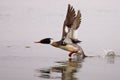 Male Red Breasted Merganser Royalty Free Stock Photo