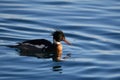 A male Red-breasted Merganser duck Royalty Free Stock Photo