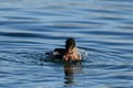 A male Red-breasted Merganser duck with fisha Royalty Free Stock Photo