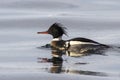 Male Red-breasted Merganser floating on Bay Royalty Free Stock Photo