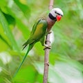 Male Red-breasted Parakeet