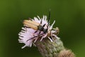 A male Red-brown Longhorn Beetle, Stictoleptura rubra, nectaring on a thistle flower. Royalty Free Stock Photo