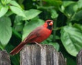 Male Red Cardinal Perched on Weatherd Fence Royalty Free Stock Photo
