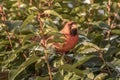 Snow eating cardinal in green bush