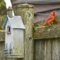 Male Red Cardinal Bird Sitting on Fence Royalty Free Stock Photo