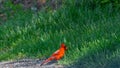 Male red cardinal standing in green grass