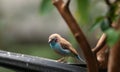 Male Red Cheeked Cordon Bleu bird Uraeginthus bengalus