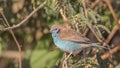 Male Red-cheeked Cordon-bleu on Shrubbery Royalty Free Stock Photo