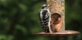 Male Red-cockaded Woodpecker