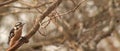 Male Red-cockaded Woodpecker-branch Royalty Free Stock Photo