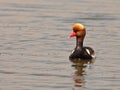 A male Red-crested Pochard Royalty Free Stock Photo