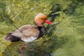 Male Red-crested pochard Royalty Free Stock Photo