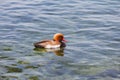 Male Red-crested pochard Royalty Free Stock Photo