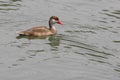 Male Red Crested Pochard Royalty Free Stock Photo