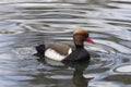 Male red-crested pochard Netta rufina Royalty Free Stock Photo