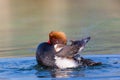 Male red-crested pochard Netta rufina swimming, pluming, splas