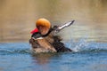 Male red-crested pochard Netta rufina swimming, pluming, splas