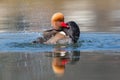Male red-crested pochard Netta rufina swimming, pluming, splas