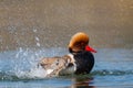 Male red-crested pochard Netta rufina swimming, pluming, splas