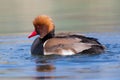 Male red-crested pochard (Netta rufina)