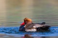 Male red-crested pochard Netta rufina swimming, pluming