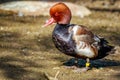 Male Red-Crested Pochard Royalty Free Stock Photo