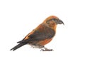 Male red crossbill isolated on white background Royalty Free Stock Photo
