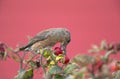 A male Red Crossbill Loxia curvirostra perched on a branch feeding from a rose hip bush- On a cold winter day with a beautiful Royalty Free Stock Photo