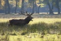 Male red deer