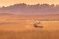 Male red deer belling at sunset in natural habitat on Veluwe